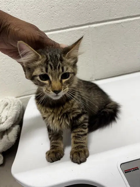 Tisha - Domestic Short Hair