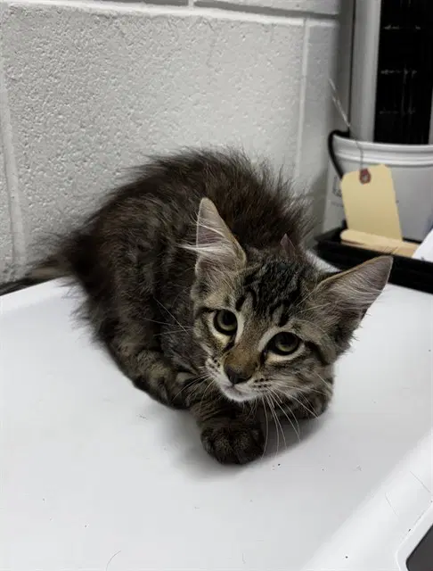 Tia - Domestic Medium Hair