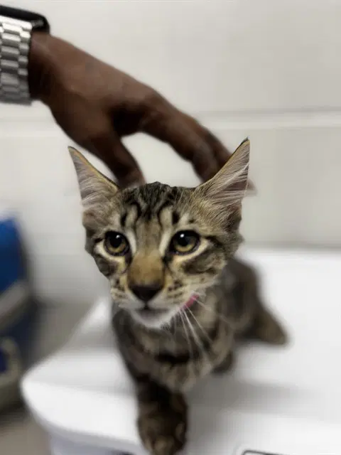 Trina - Domestic Medium Hair