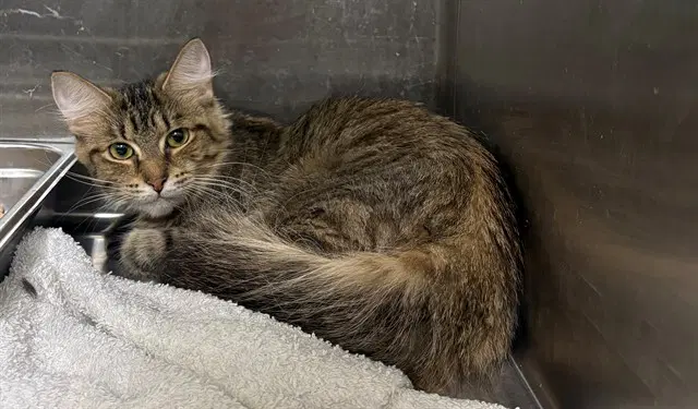 Jaz - Domestic Short Hair