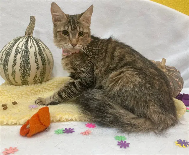 Jaz - Domestic Short Hair