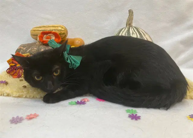 Bo - Domestic Short Hair