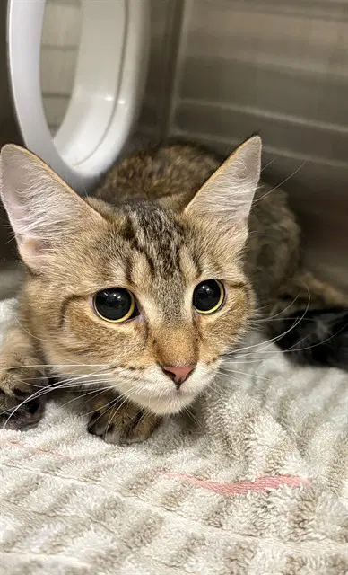 Joy - Domestic Medium Hair