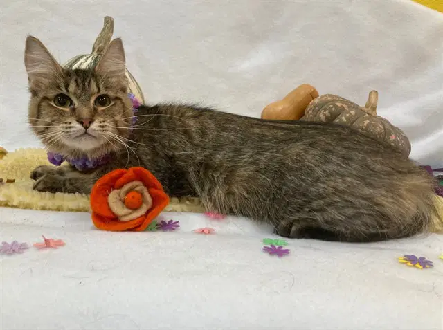 Joy - Domestic Medium Hair