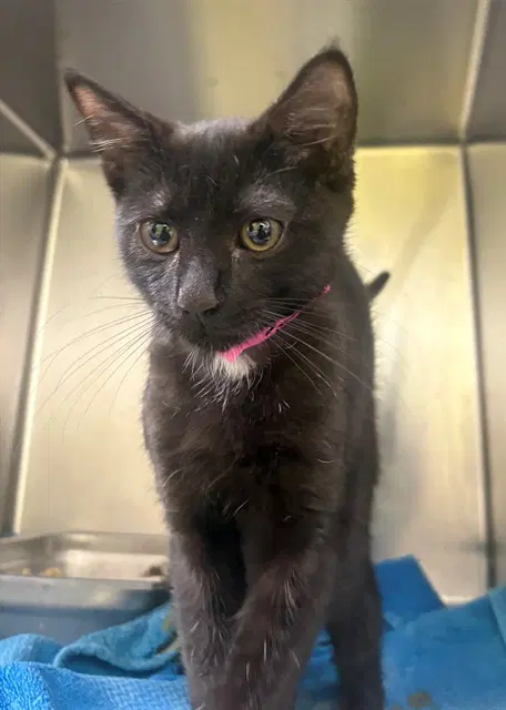 Unknown - Domestic Short Hair