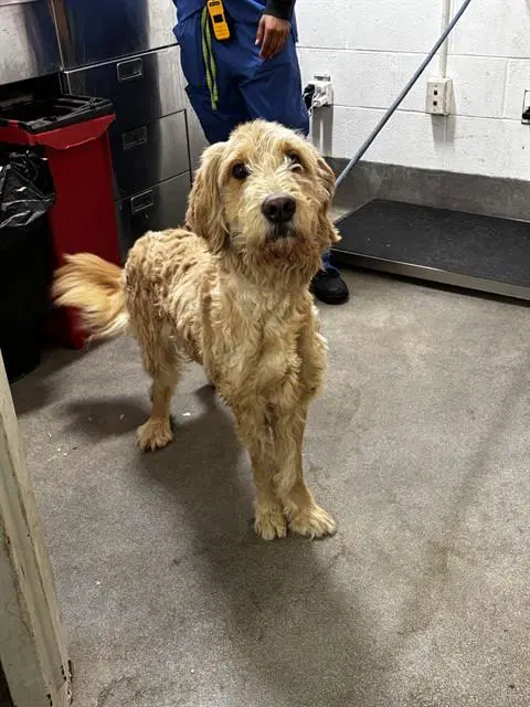 Mark - Poodle (Standard)