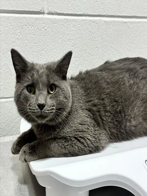 Vorhees - Domestic Short Hair