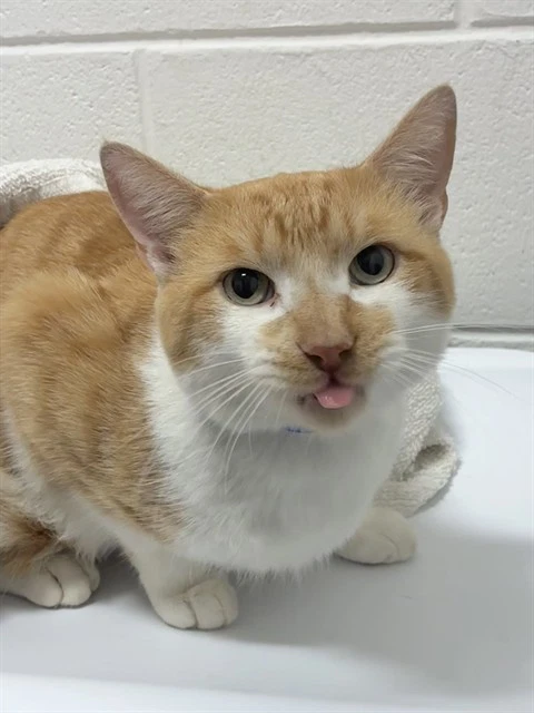 Ginger