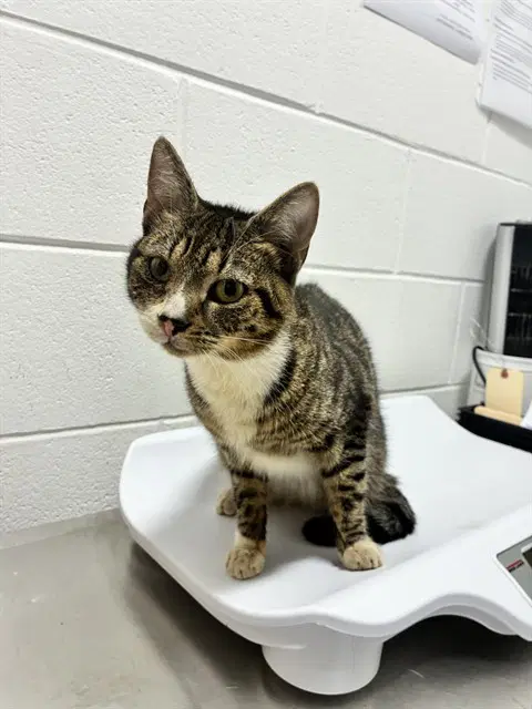 Unknown - Domestic Short Hair