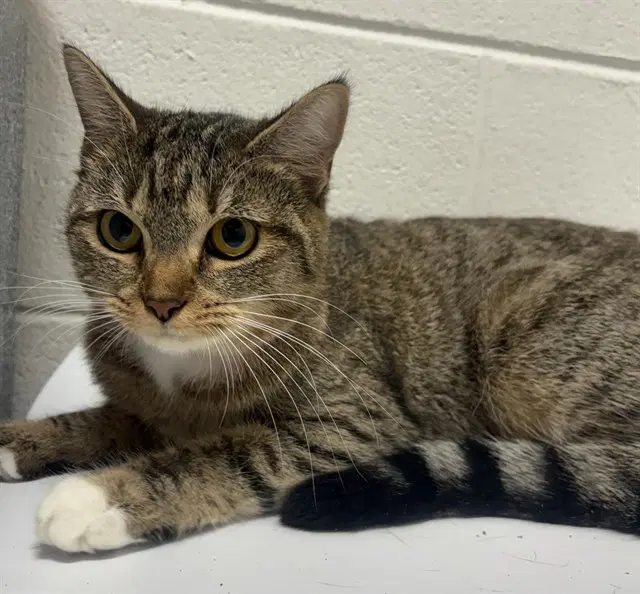 Keisha - Domestic Short Hair
