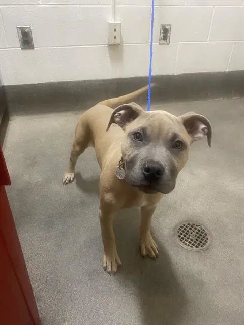 Sheba - Mastiff