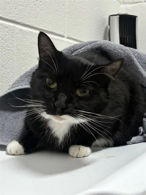 Tonya - Domestic Short Hair