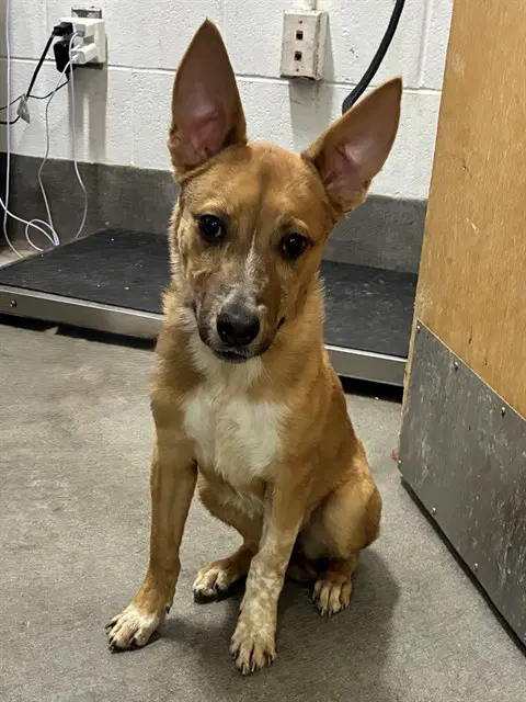Foxy - Carolina Dog