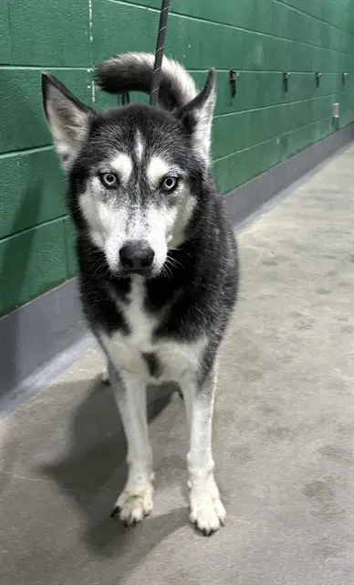 French - Siberian Husky