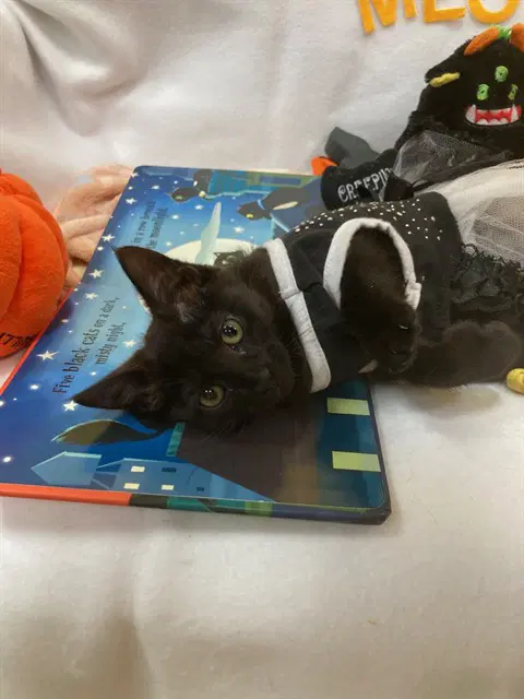 Debbie - Domestic Short Hair