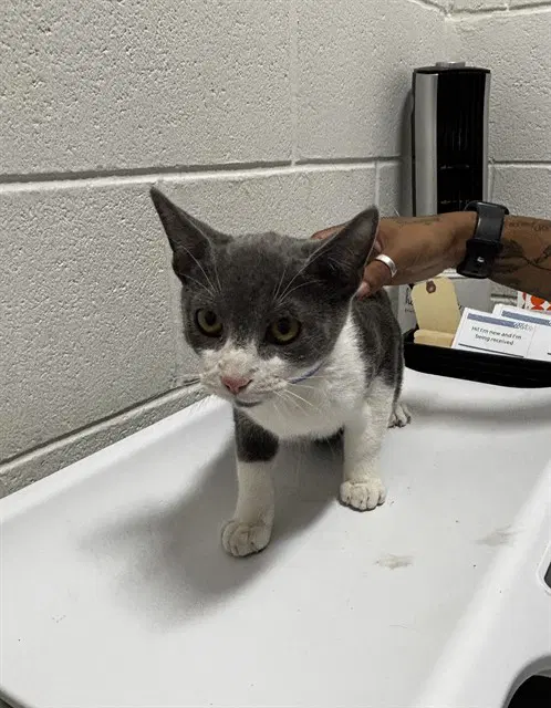 Charlie - Domestic Short Hair