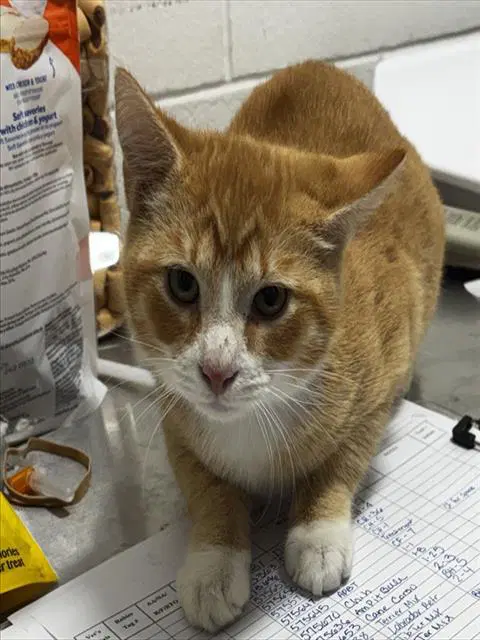 Bart - Domestic Short Hair