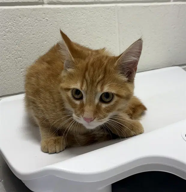 Nino - Domestic Short Hair