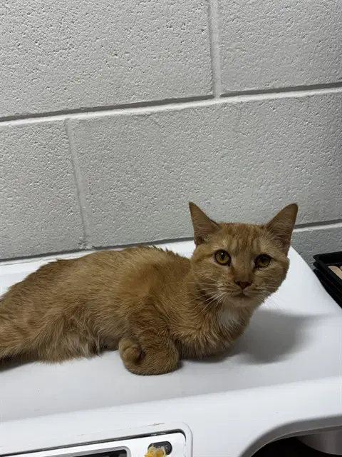 Rose - Domestic Short Hair