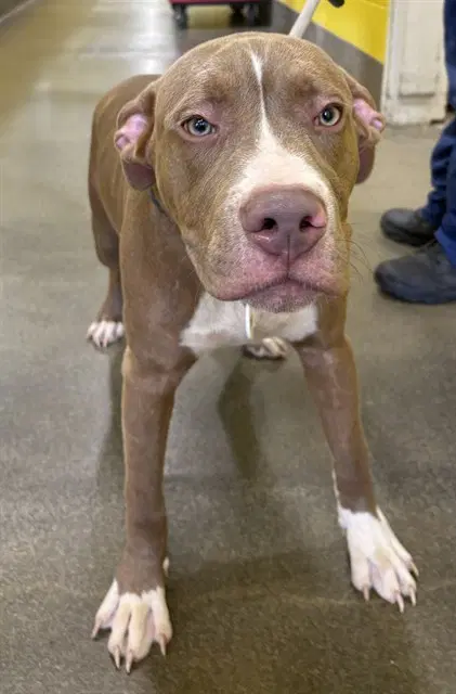 Calvin - Pit Bull Terrier
