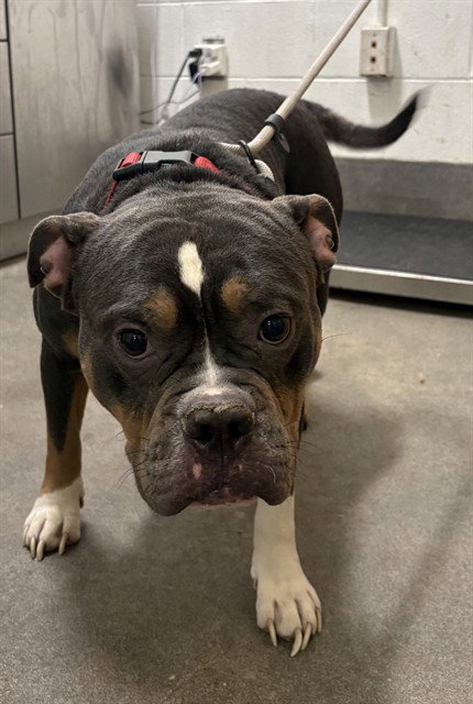 *GUY, an American Bulldog (short coat) dog for adoption in Forestville, MD
