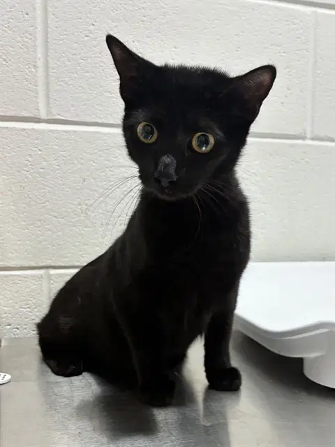 Luna - Domestic Short Hair