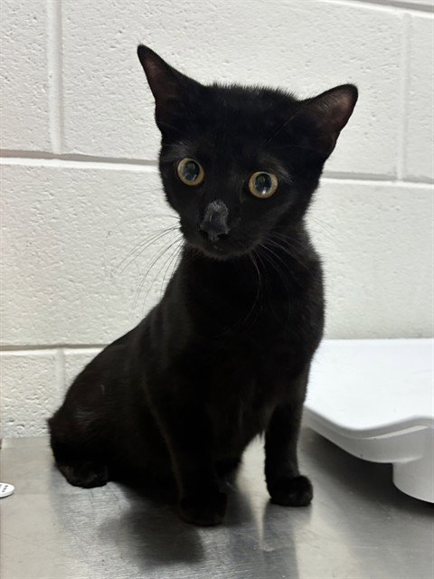 LUNA, a Domestic Short Hair (short coat) cat for adoption in Forestville, MD