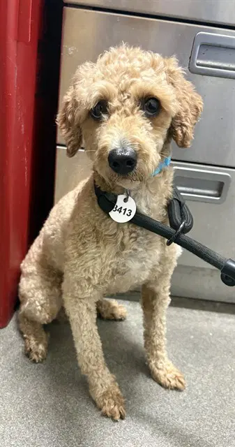 Conrad - Poodle (Miniature)