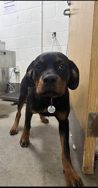 Jazzy - Rottweiler