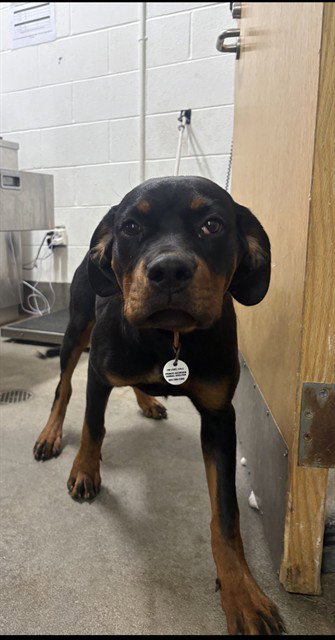 *JAZZY, a Rottweiler (short coat) dog for adoption in Forestville, MD