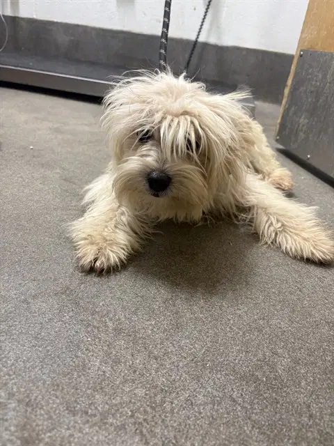 Mary J - Lhasa Apso