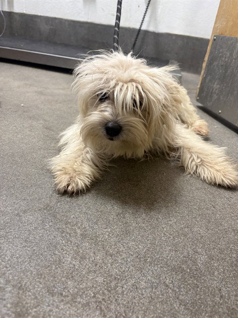 *MARY J, a Lhasa Apso / Poodle (Miniature) / Mixed (long coat) dog for adoption in Forestville, MD