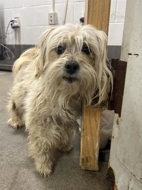Debbie - Lhasa Apso