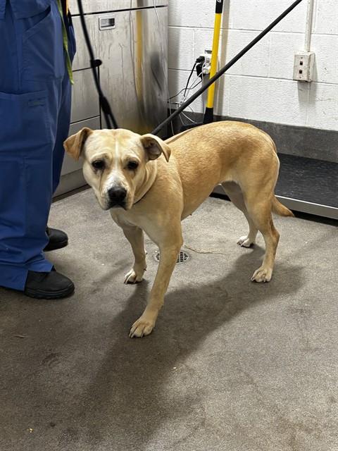 KALI, a Labrador Retriever (short coat) dog for adoption in Forestville, MD