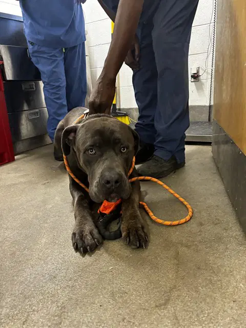Kilo - Cane Corso Mastiff