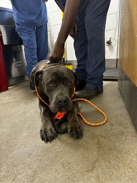KILO, a Cane Corso Mastiff (short coat) dog for adoption in Forestville, MD