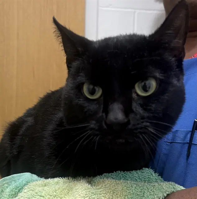 Midnight - Domestic Short Hair