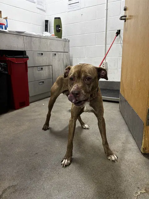 Barbara - Pit Bull Terrier