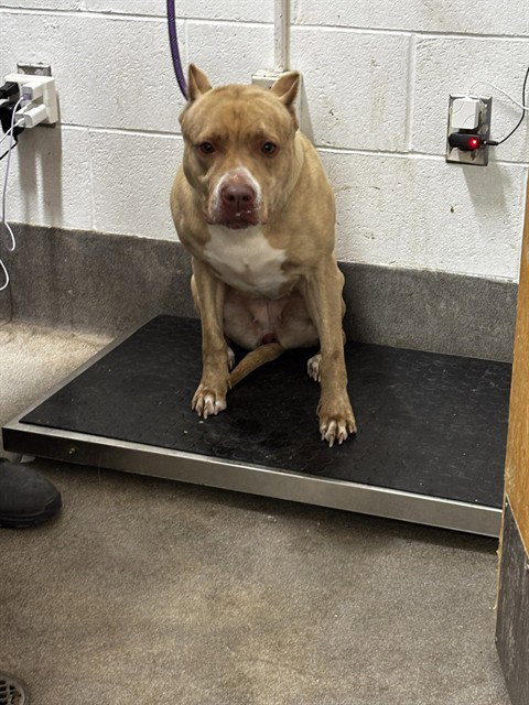 *TIANA, a Pit Bull Terrier / Mixed (short coat) dog for adoption in Forestville, MD