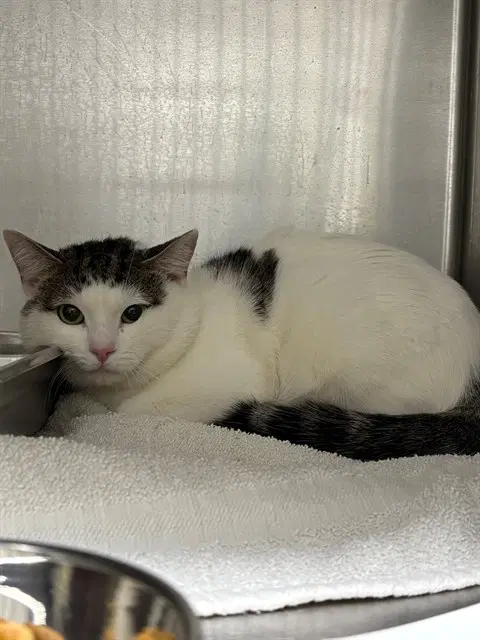 Ninja - Domestic Short Hair