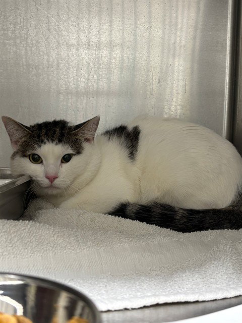 NINJA, a Domestic Short Hair (short coat) cat for adoption in Forestville, MD