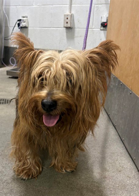 *KENOBI, a Yorkshire Terrier Yorkie (long coat) dog for adoption in Forestville, MD