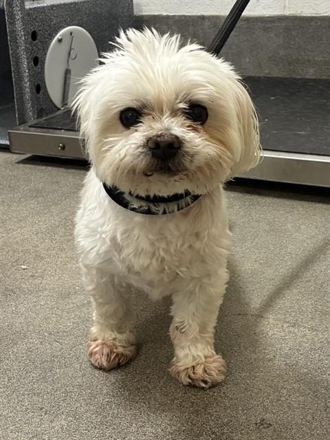 BENTLEY, a Havanese (medium coat) dog for adoption in Forestville, MD