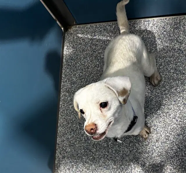 Carla - Chihuahua