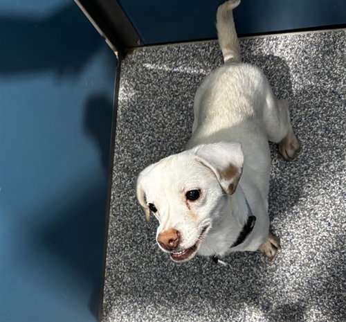 *CARLA, a Chihuahua / Mixed (short coat) dog for adoption in Forestville, MD