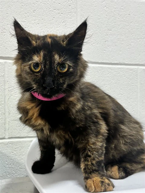 Melba