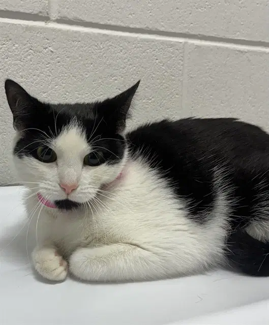 Karen - Domestic Short Hair