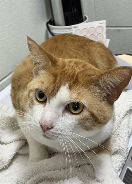 *COREY, a Domestic Short Hair (medium coat) cat for adoption in Forestville, MD