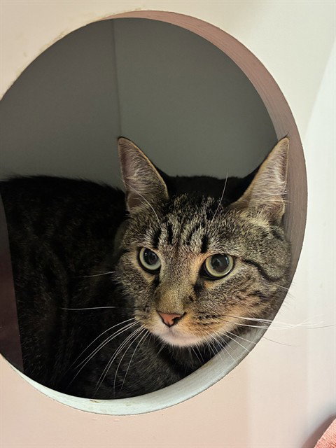 TA'CHLLA, a Domestic Short Hair (short coat) cat for adoption in Forestville, MD