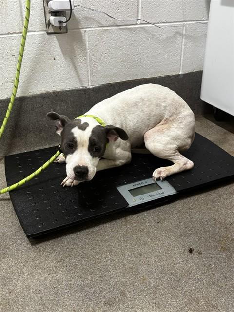 *CLAIRE, a Pit Bull Terrier (short coat) dog for adoption in Forestville, MD